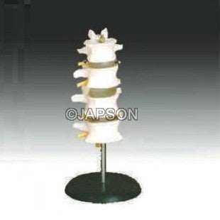 Human Lumbar Set Model Human Lumbar Set Model